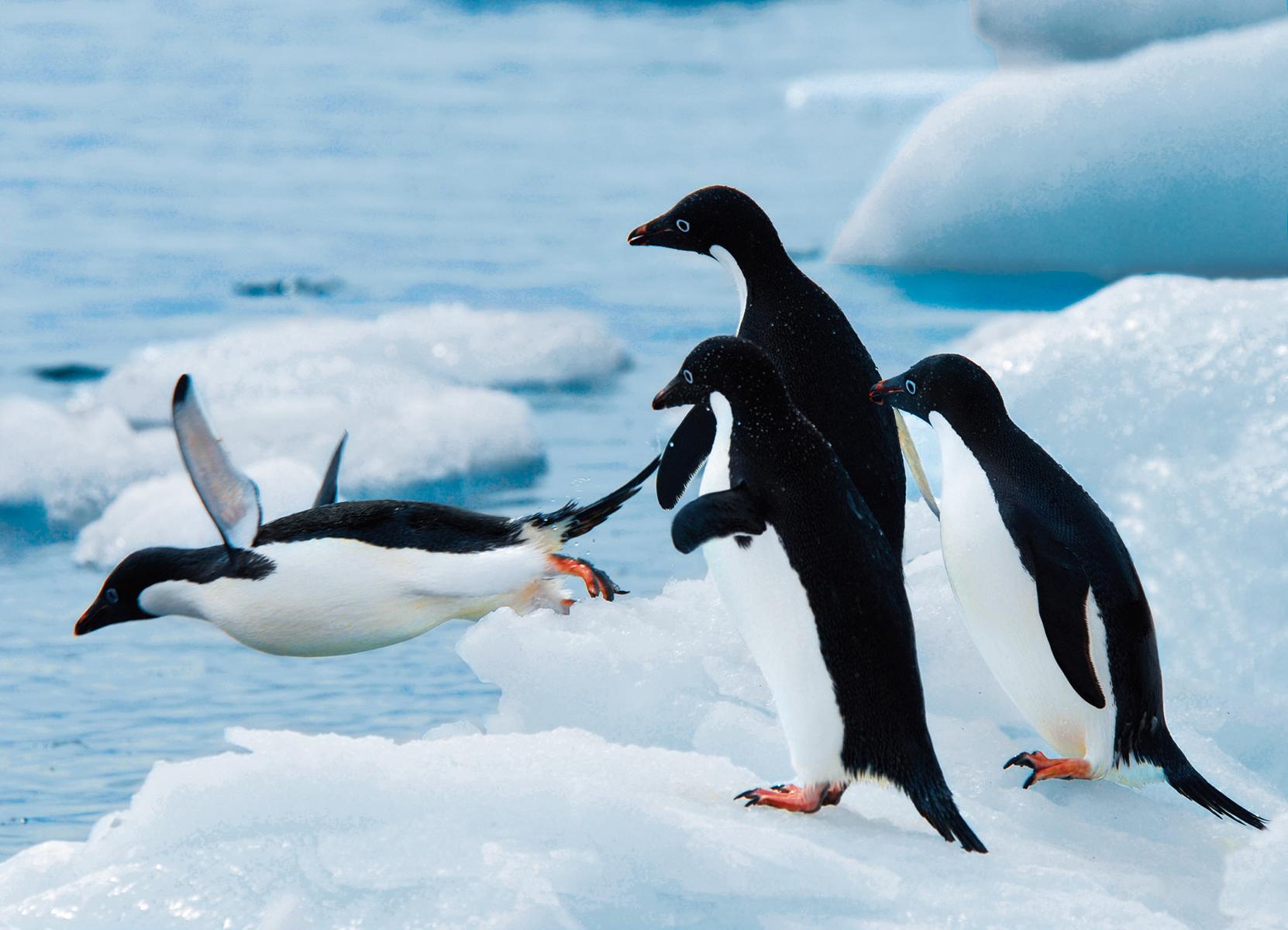 Expeditionskreuzfahrt_HAN_BRE_Antarktis_Pinguine_01